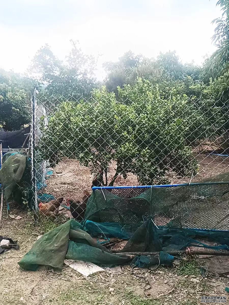 防锈果园围栏网.jpg