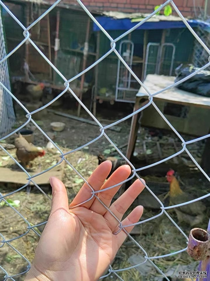 拦鸡钢丝网.jpg